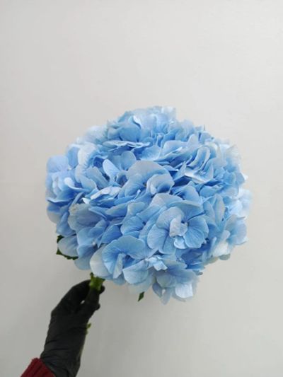 Лот: 25707775. Фото: 1. Гортензия в наличии. Свежие цветы