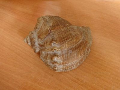 Лот: 9667835. Фото: 1. Ракушка темная (не выкупили, повторно... Грунты, украшения, наполнения