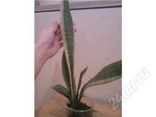 Лот: 154777. Фото: 1. Сансевьера с желтым кантом 2... Горшечные растения и комнатные цветы