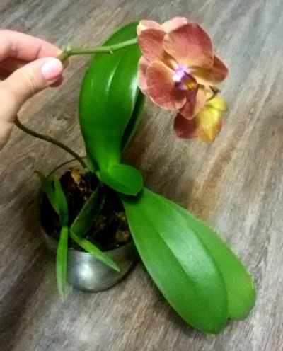 Лот: 11880792. Фото: 1. Фаленопсис орхидея цветет. Горшечные растения и комнатные цветы