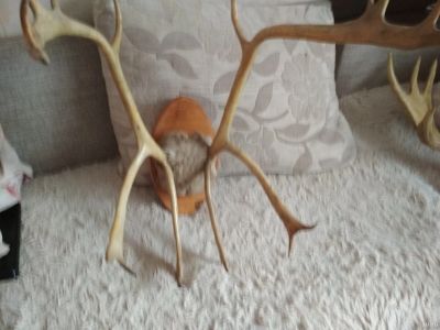 Лот: 12086463. Фото: 1. Рога оленя. Чучела животных, рога, шкуры