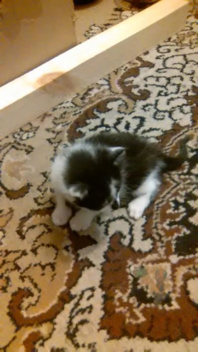 Лот: 8526224. Фото: 1. Котята хорошим людям!. Кошки, котята