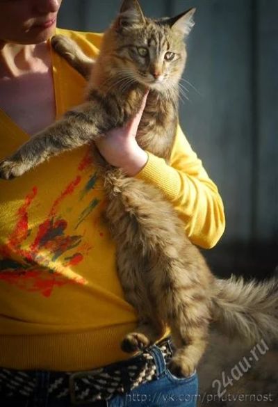 Лот: 1876945. Фото: 1. кот - молодой, умный. отдается... Кошки, котята