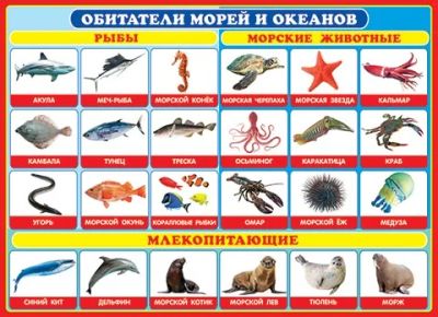 Лот: 7700252. Фото: 1. Большой Новый плакат Обитатели... Развивающие