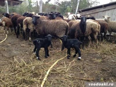 Лот: 3604003. Фото: 1. Котные овцы. Остальные животные
