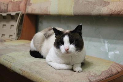Лот: 8179915. Фото: 1. Кот Марсик породы Сноу-Шу (снежные... Кошки, котята