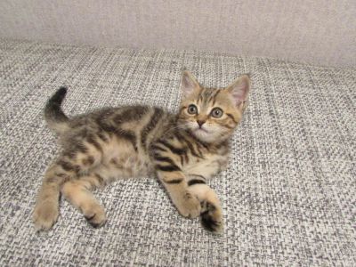 Лот: 5819437. Фото: 1. шотландские котята девочка3. Кошки, котята