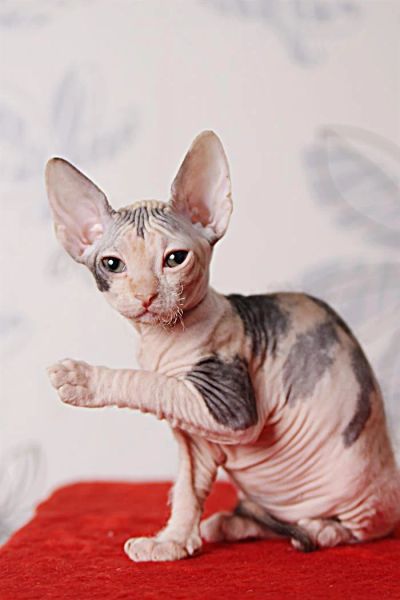 Лот: 3459246. Фото: 1. Донская трёхцветная кошечка. Кошки, котята