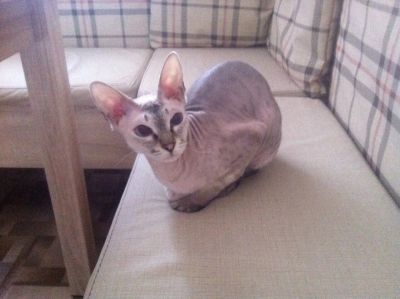 Лот: 6766746. Фото: 1. Кошка. Кошки, котята