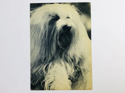Лот: 23296537. Фото: 1. Мальтийская болонка. Открытка... Открытки, конверты