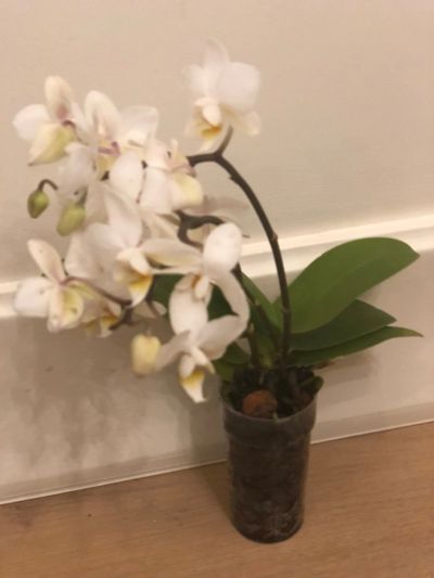 Лот: 15167332. Фото: 1. Орхидея Фанелопсис мини отцвела. Горшечные растения и комнатные цветы