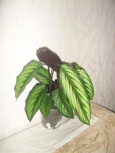 Лот: 624266. Фото: 1. калатея-. Горшечные растения и комнатные цветы
