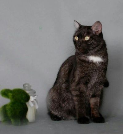 Лот: 10987969. Фото: 1. Гэбби. Отличная кошка-компаньон. Кошки, котята