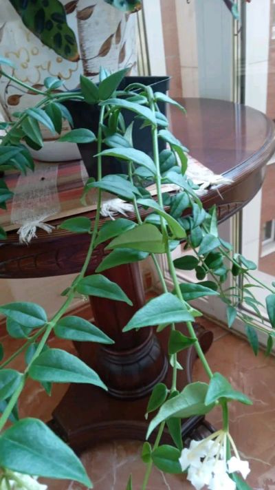 Лот: 19301424. Фото: 1. хойя лиана. Горшечные растения и комнатные цветы
