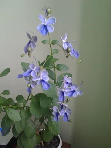 Лот: 4041044. Фото: 1. Клеродендрум угандийский или Голубые... Горшечные растения и комнатные цветы