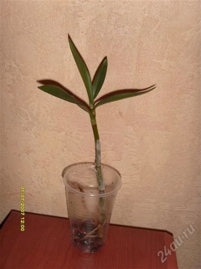 Лот: 2411758. Фото: 1. Орхидея дендробиум Кинга детка... Горшечные растения и комнатные цветы