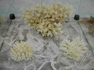 Лот: 459403. Фото: 1. Коралл или (обмен). Чучела животных, рога, шкуры
