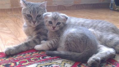 Лот: 3073948. Фото: 1. Продаем котенка - красавчика... Кошки, котята