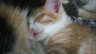 Лот: 12638159. Фото: 1. Козявка. Кошки, котята