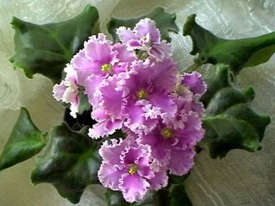 Лот: 5260067. Фото: 1. Лист сортовой фиалки Rosie Ruffles... Горшечные растения и комнатные цветы