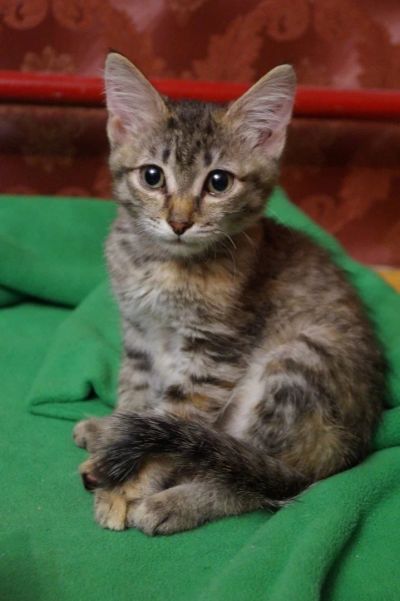 Лот: 12734037. Фото: 1. Котята ждут маму и папу!. Кошки, котята