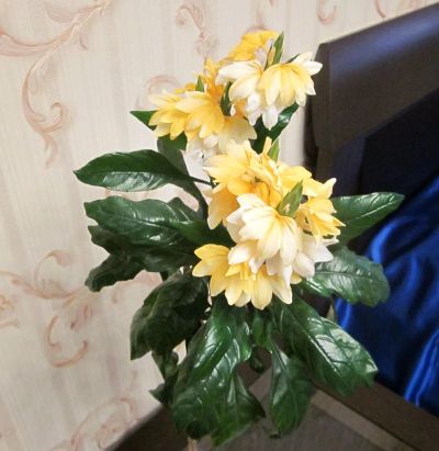 Лот: 7988548. Фото: 1. Кроссандра желтая!!!. Горшечные растения и комнатные цветы