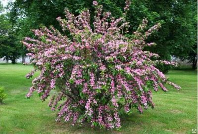 Лот: 11159762. Фото: 1. Вейгела розовая Rosea - декоративный... Декоративные кустарники и деревья