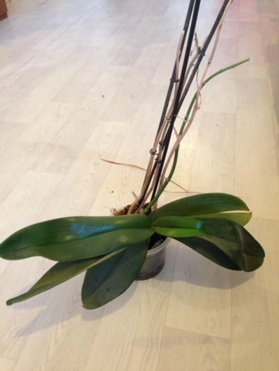 Лот: 7121874. Фото: 1. Орхидея. Горшечные растения и комнатные цветы