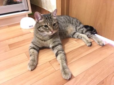 Лот: 11495700. Фото: 1. Котик ищет заботливых хозяев. Кошки, котята