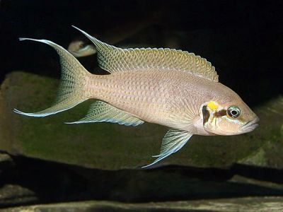 Лот: 6882688. Фото: 1. Принцесса Бурунди (Neolamprologus... Рыбки