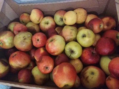 Лот: 15250095. Фото: 1. Лот №4 яблоки на переработку. Овощи, фрукты, зелень