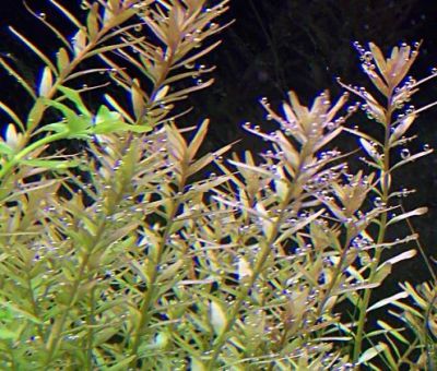 Лот: 10019359. Фото: 1. Аквариумное растение Ротала круглолистная... Водные растения