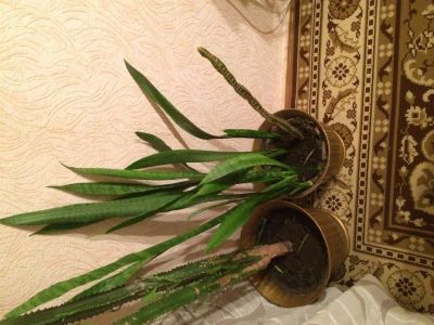 Лот: 3793745. Фото: 1. Щючий хвост. Горшечные растения и комнатные цветы