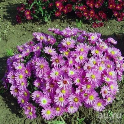 Лот: 11947232. Фото: 1. Астра кустарниковая Rosenwichtel. Садовые цветы