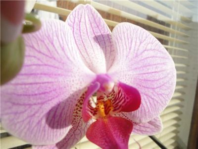 Лот: 5415634. Фото: 1. Орхидея фаленопсис F32(отцвела... Горшечные растения и комнатные цветы