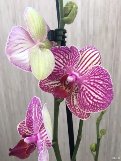 Лот: 14028233. Фото: 1. Орхидея 5. Горшечные растения и комнатные цветы