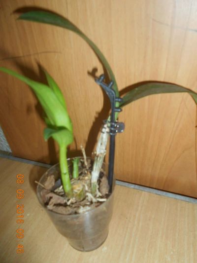 Лот: 8181516. Фото: 1. Орхидея Дендробиум-Фаленопсис. Горшечные растения и комнатные цветы