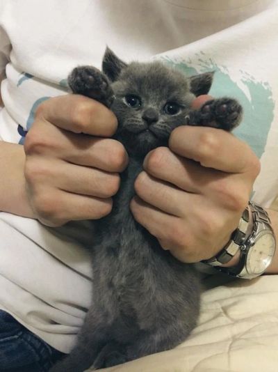 Лот: 9607462. Фото: 1. Котята породы Скоттиш-фолд (Шотланские... Кошки, котята