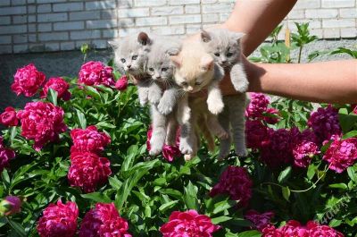 Лот: 2928687. Фото: 1. Шотландские котята. Кошки, котята