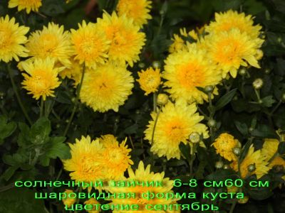 Лот: 7344422. Фото: 1. Солнечный зайчик Хризантема Корейская. Садовые цветы