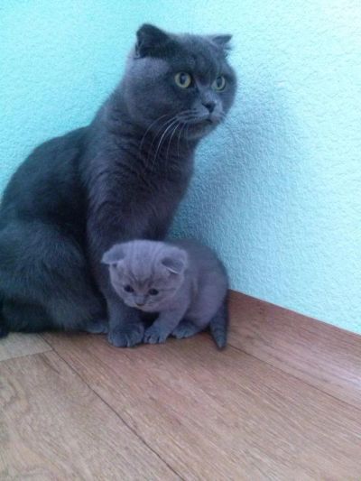 Лот: 5153149. Фото: 1. Котята (Шотландские). Кошки, котята