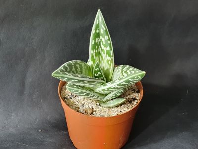 Лот: 18413903. Фото: 1. Алое пёстрое(тигровое) (Aloe variegata... Горшечные растения и комнатные цветы