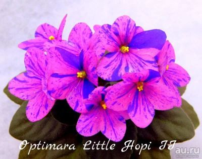 Лот: 13679145. Фото: 1. Фиалка мини Optimara Little Hopi... Горшечные растения и комнатные цветы