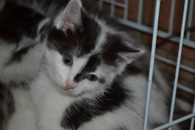 Лот: 6739905. Фото: 1. Котятки !!!!!!. Кошки, котята