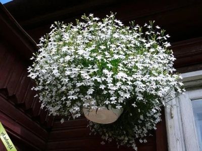 Лот: 7435201. Фото: 1. Лобелия белая. пикированная в... Садовые цветы