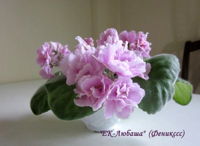 Лот: 13235183. Фото: 1. "ЕК-Любаша" (Е.К. Коршунова... Горшечные растения и комнатные цветы