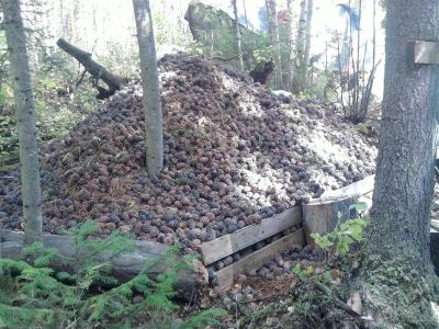 Лот: 1630909. Фото: 1. кедровый орех!!!. Разное