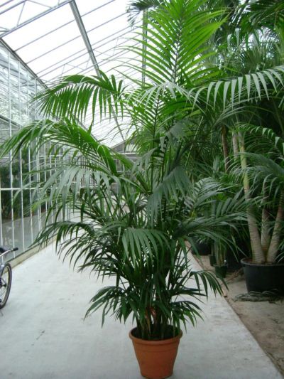 Лот: 7093241. Фото: 1. пальма Хамедорея. Горшечные растения и комнатные цветы