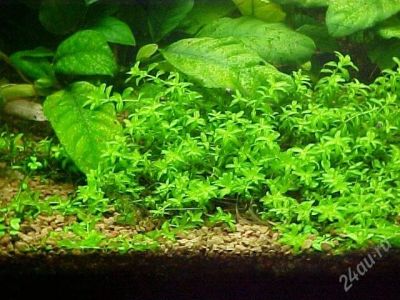 Лот: 915279. Фото: 1. Микрантенум. Водные растения