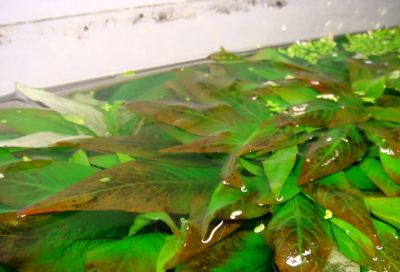Лот: 4679464. Фото: 1. Лимонник Вишневый лист (Hygrophyla... Водные растения